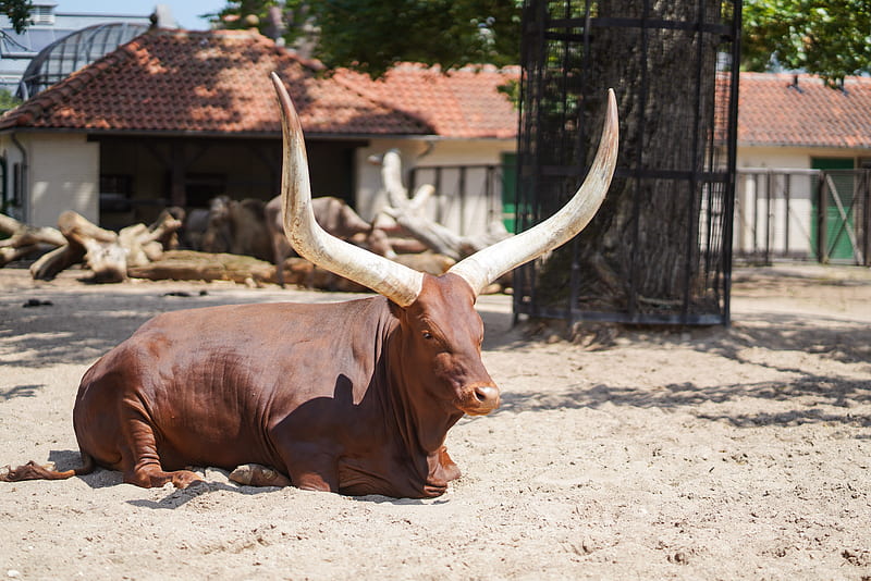 brown cow on white sand during daytime, HD wallpaper