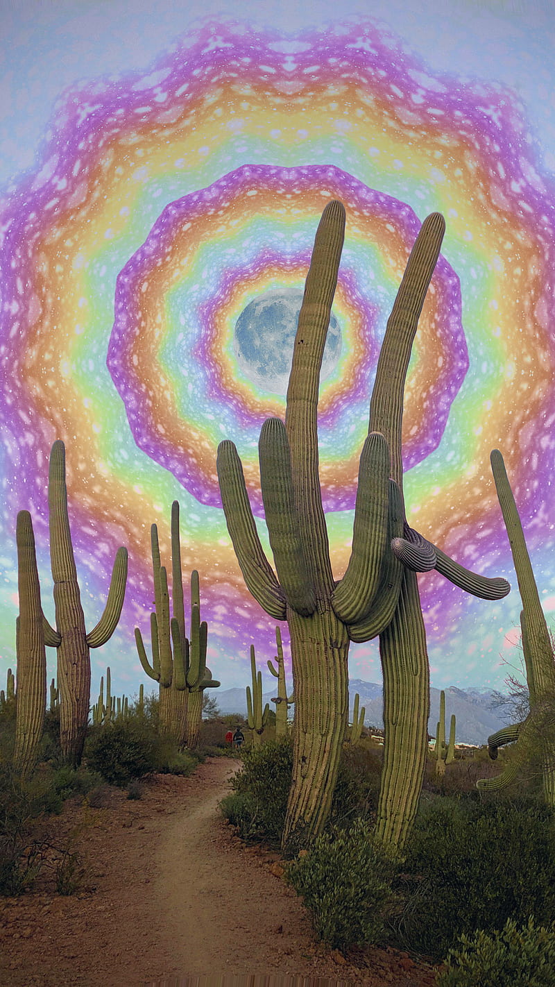 21 Cactus iPhone Wallpapers  Wallpaperboat