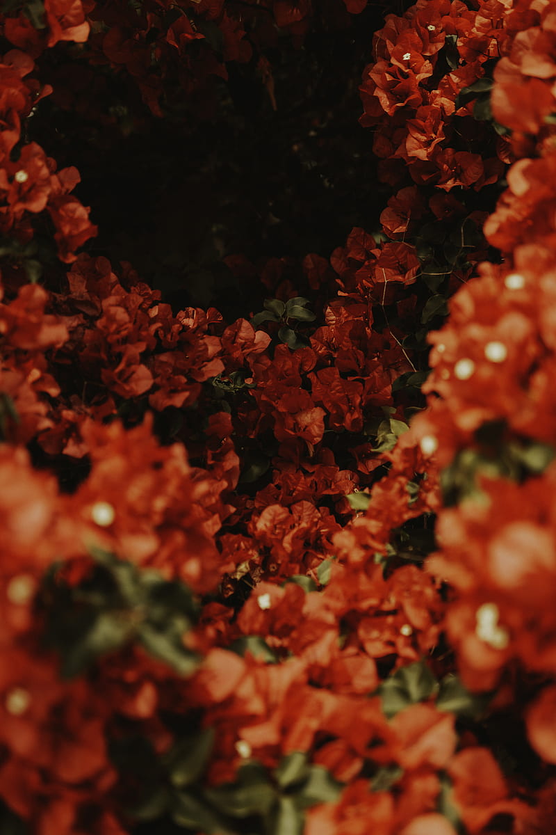 red flowers in tilt shift lens, HD phone wallpaper