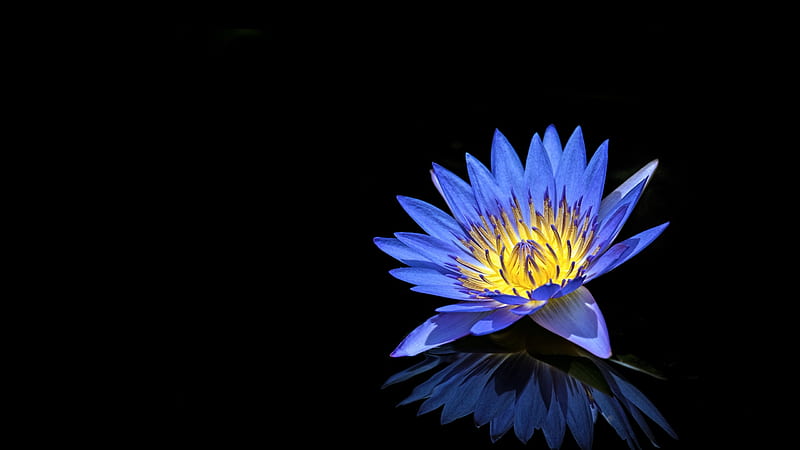Lotus, blue, water lily, yellow, black, flower, HD wallpaper