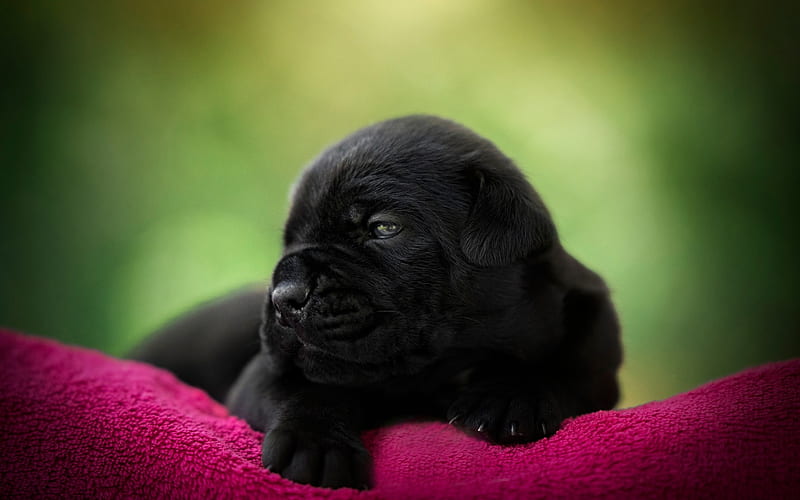 Cane Corso, little cute dog, pets, little black puppy, cute black dog, Cane Corso puppies, HD wallpaper