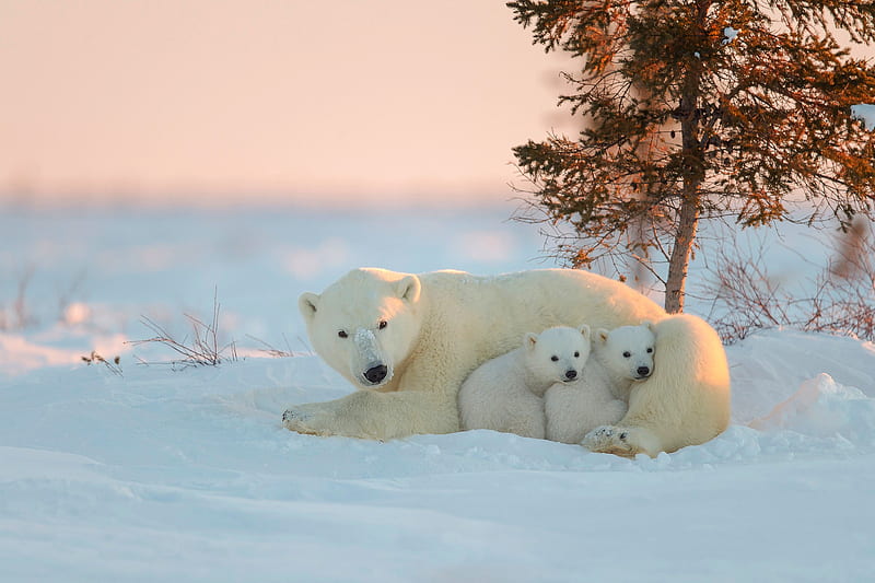 Polar Bear With Baby, polar-bear, animals, cute, HD wallpaper