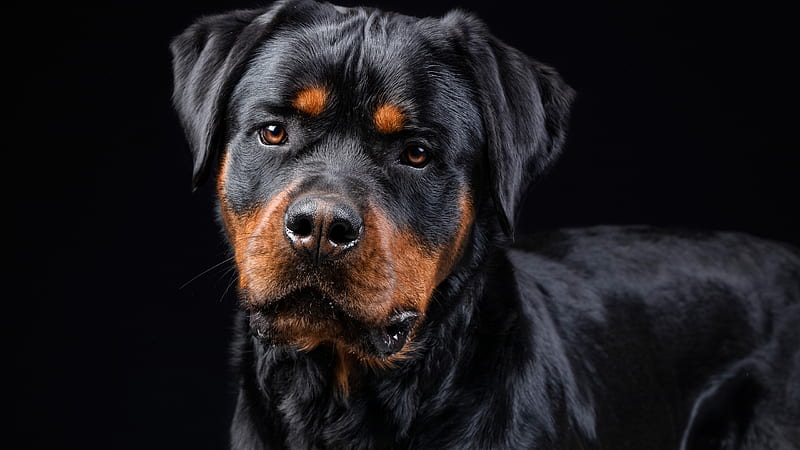 Black Background Dog, HD wallpaper | Peakpx