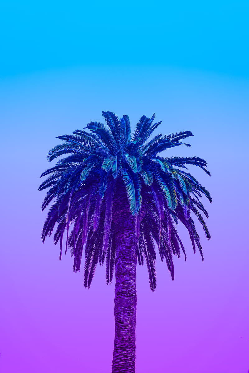 palm tree, tree, sky, gradient, minimalism, HD phone wallpaper