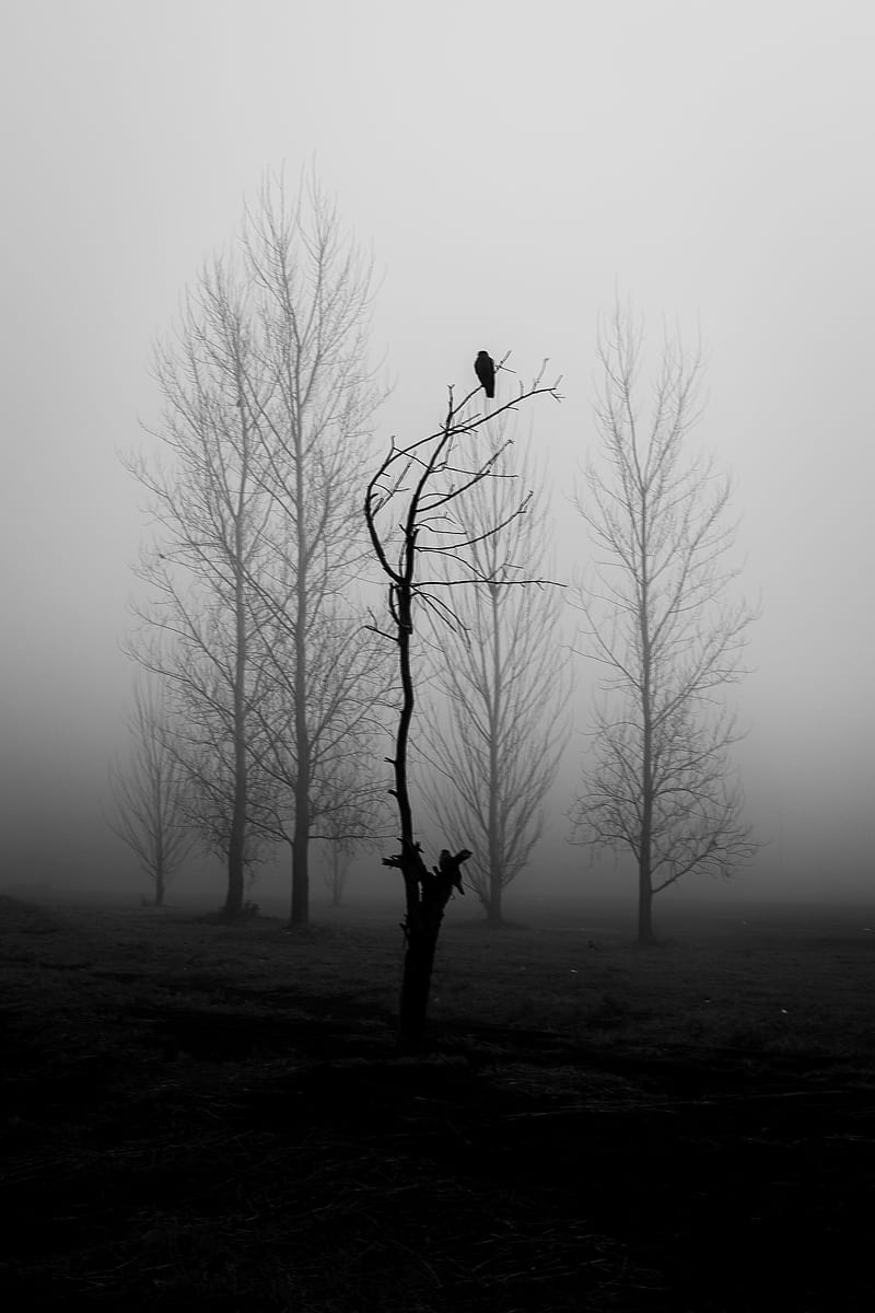tree, bird, fog, mist, black and white, bw, HD phone wallpaper