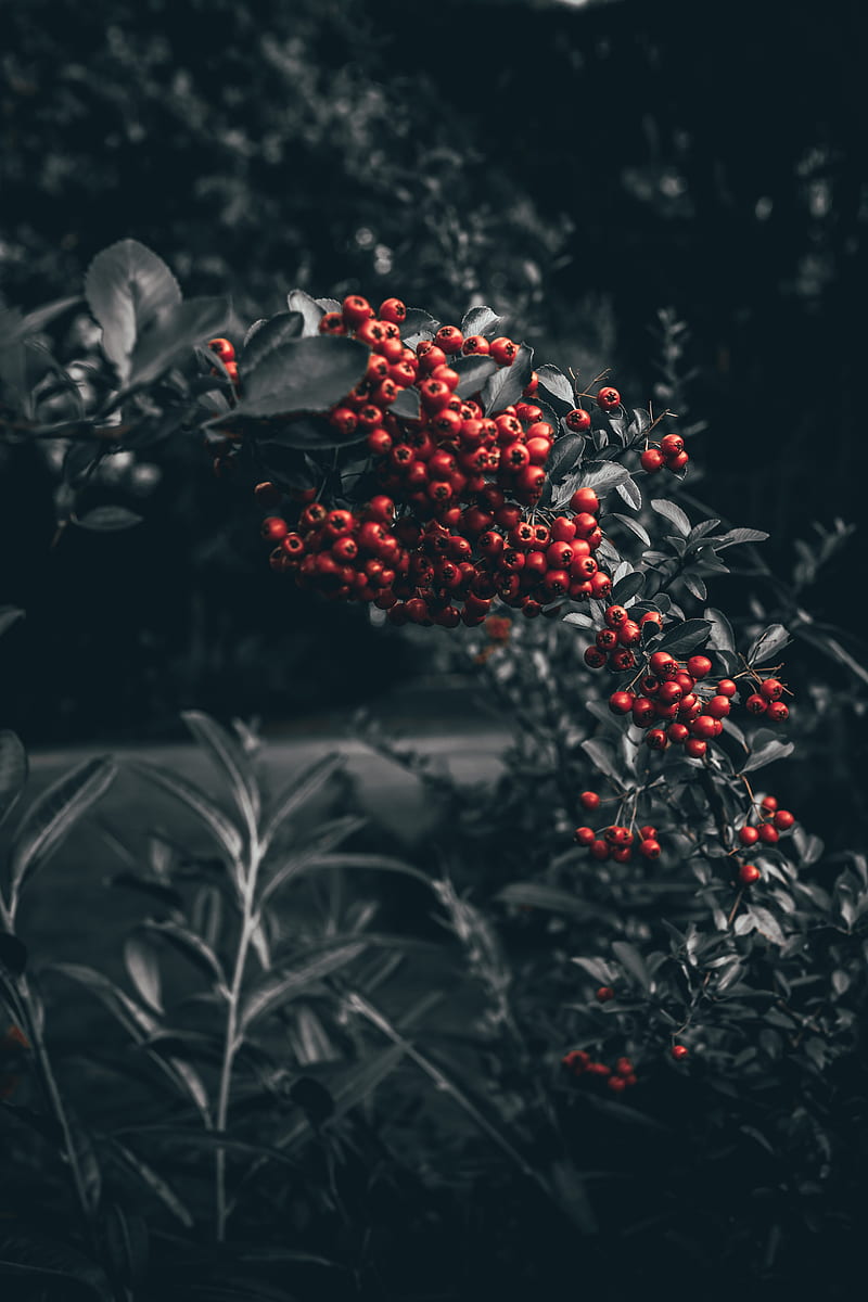 berry, mountain ash, branch, red, HD phone wallpaper