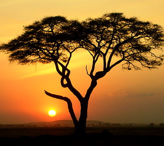 African Savannah, Grassland Ecosystem, Unbroken Herbaceous Land, Trees 