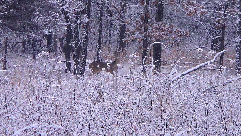 Deer in the snow, hiking, snow, winter, deer, HD wallpaper
