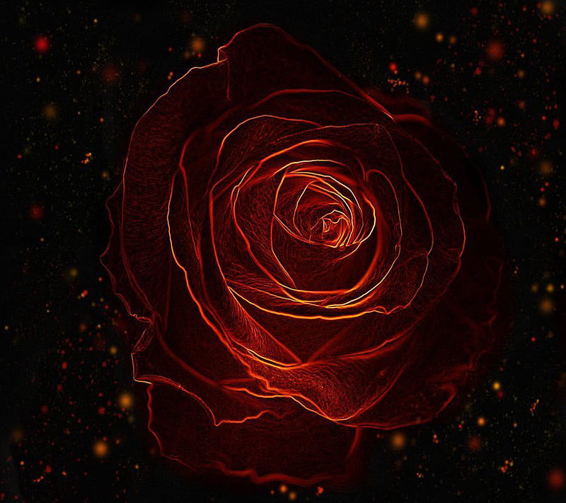 FloralRose, floral, rose, HD wallpaper | Peakpx