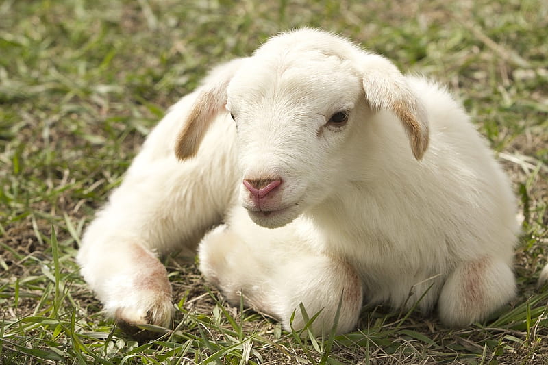 Little lamb, Cute, Grass, White, Lamb, Animals, HD wallpaper