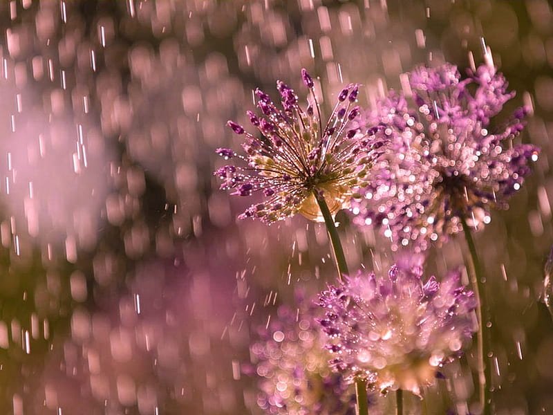 free download | Flowers in the Rain, flowers, nature, rain, purple, HD ...