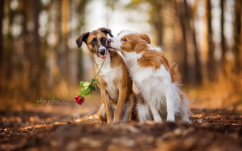 Love Forever, puppies, rose, love, animal, dog, HD wallpaper | Peakpx