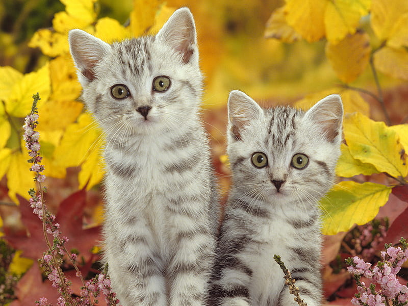 Silver Tabby Kittens in Autumn, autumn, tabby, kittens, adorable, silver, sweet, cute, nice, cats, HD wallpaper