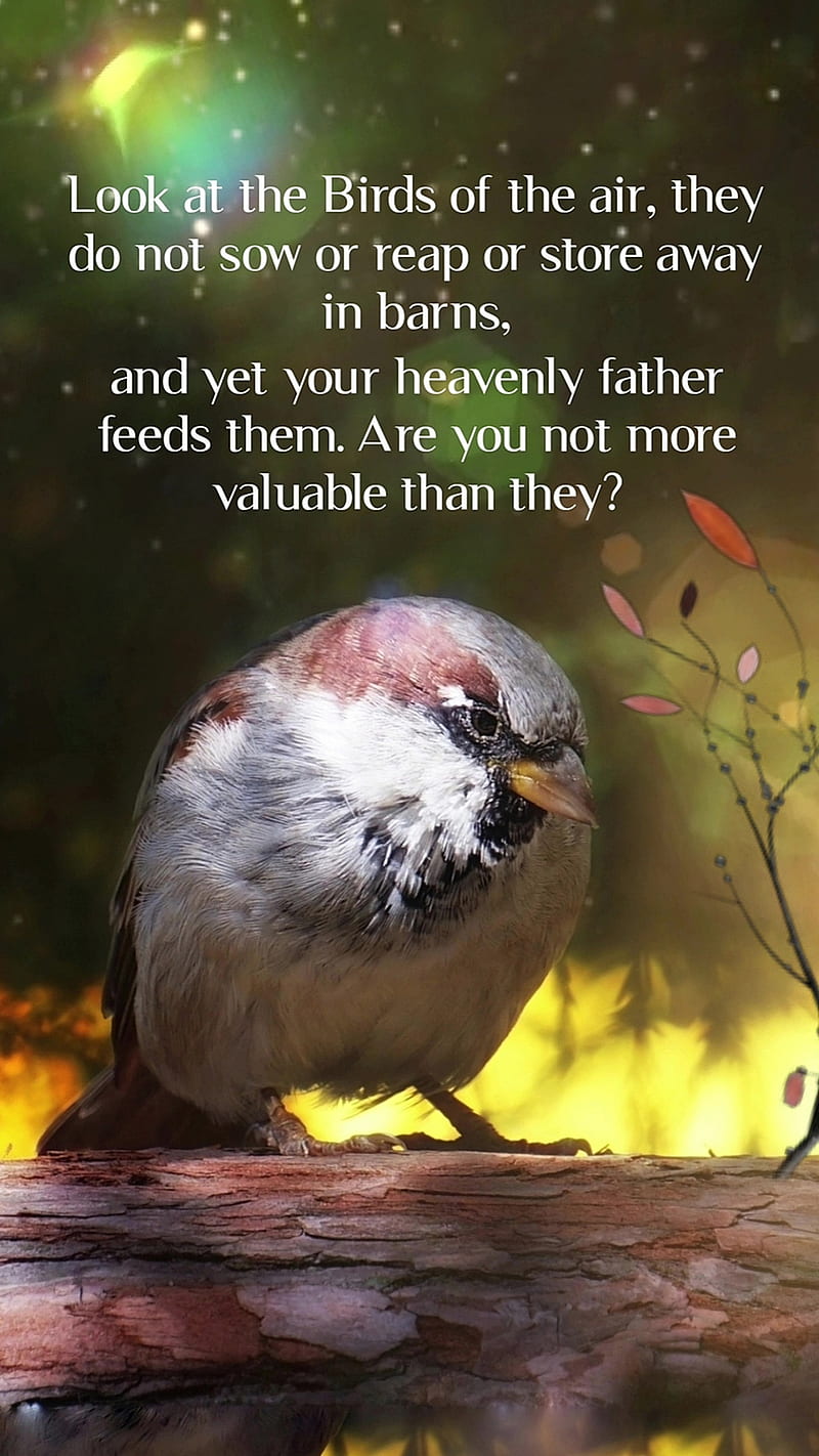 Birds of the Air, animal, bible, bird, god, spiritual, verse,  verseoftheday, HD phone wallpaper | Peakpx