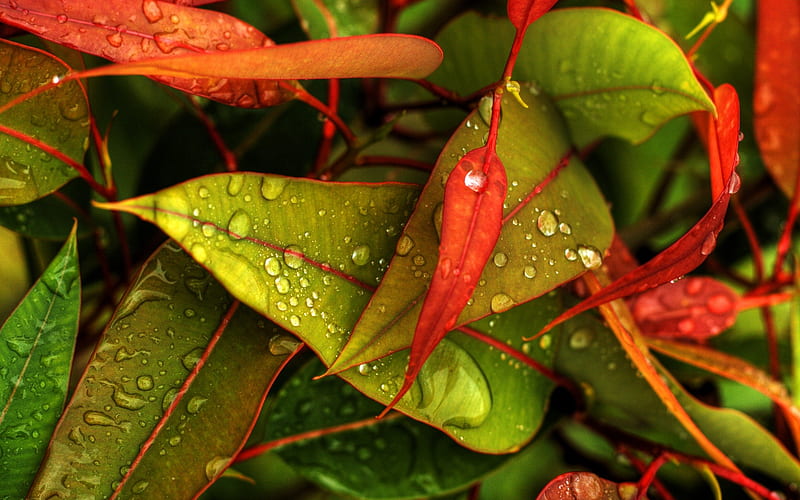 red and green leaves-Fresh plant macro, HD wallpaper