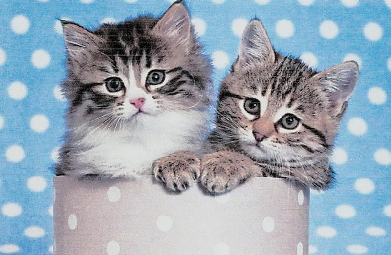 Two tabby kittens sitting in a polka dot box, cute, paws, tabby, kittens, box, HD wallpaper