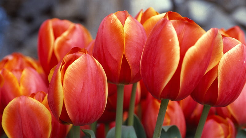 red tulips, bouquet close-up, tulips, HD wallpaper
