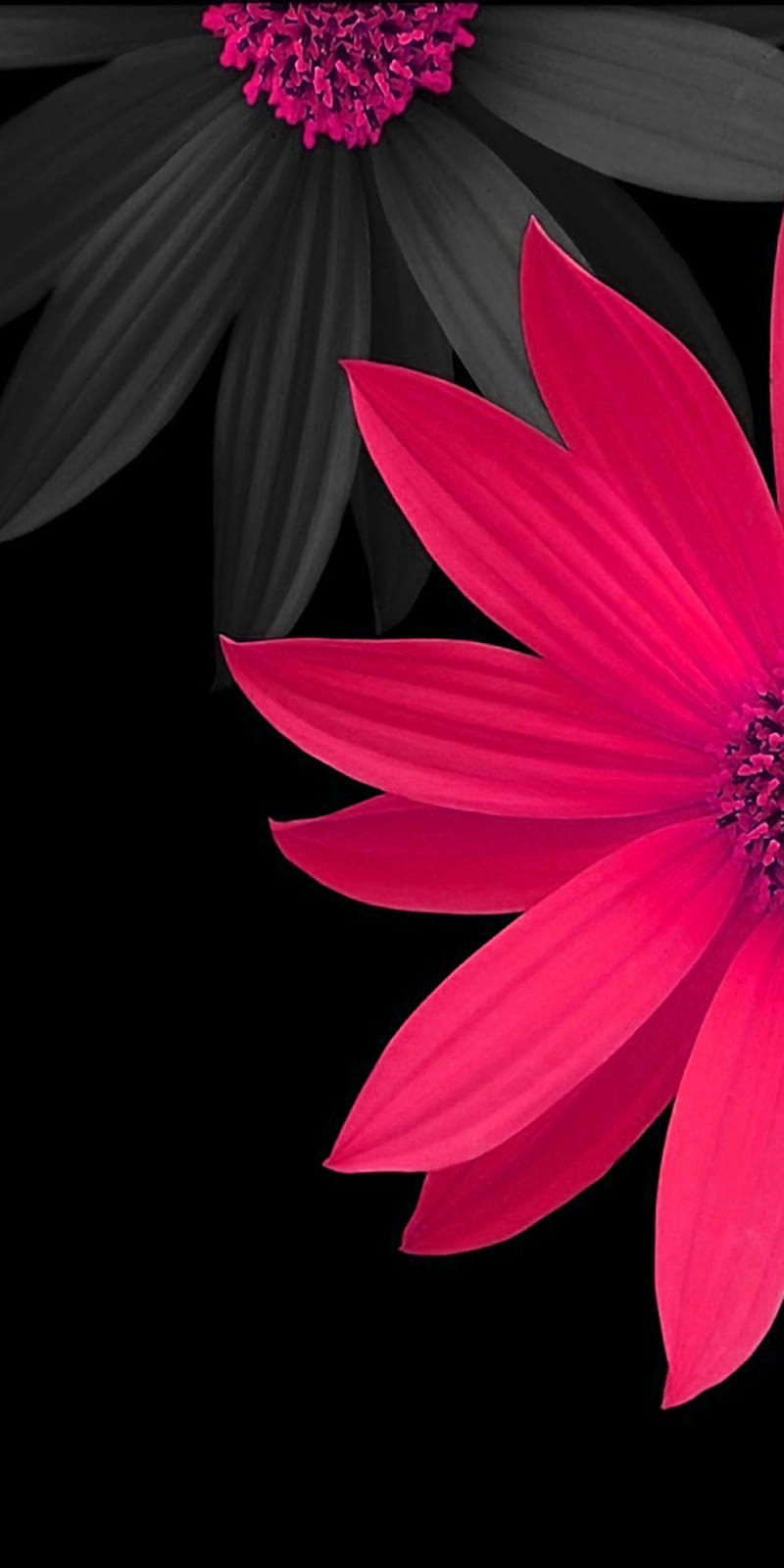 Flowers, background, black, flower, gray, HD phone wallpaper | Peakpx