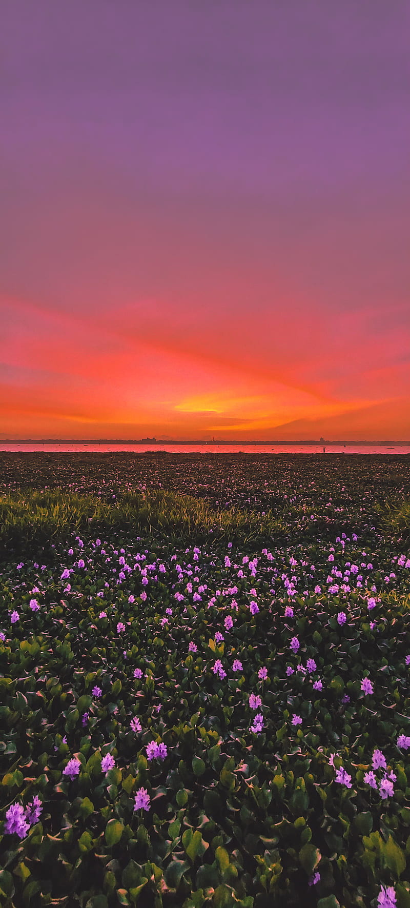 Lake View Sunset, flower, flowers, golden hour, kerala, lotus, moody, nature, sun, HD phone wallpaper