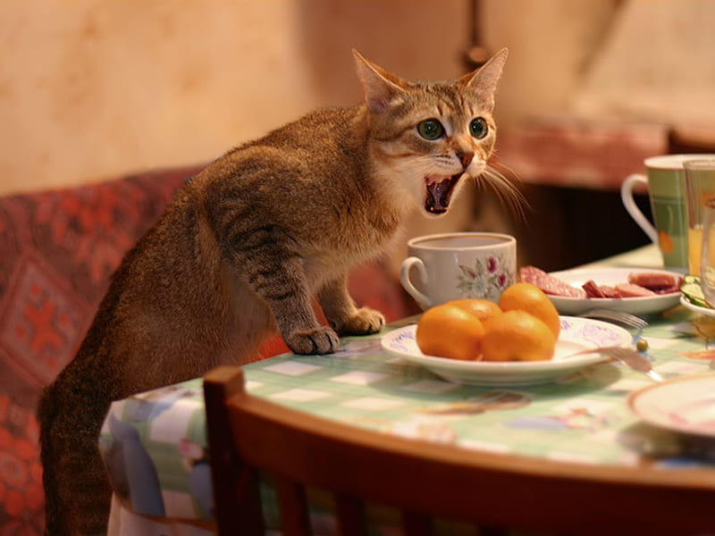 I Said....I Don't Like Oranges!, cat, tells owner off, HD wallpaper