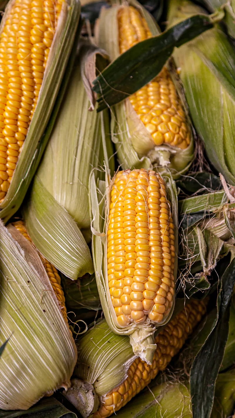 Corn, corns, food, green leaves, nature, yellow, HD phone wallpaper