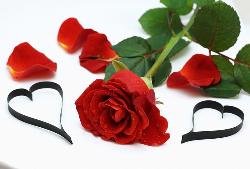 Rose & Hearts, red, Love, roses, corazones, HD wallpaper | Peakpx