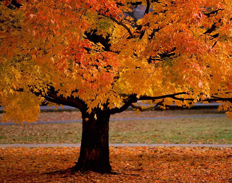 Fall Colors Desktop Wallpaper 57 pictures