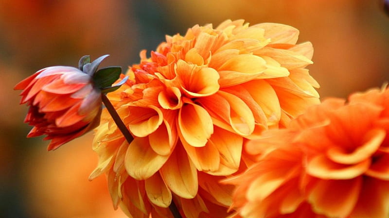 Orange Dahlias, orange flower, orange flowers, orange dahlia, dalhias, dalhia, flower, flowers, nature, HD wallpaper