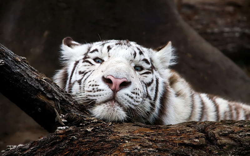 white tiger, predator, wildlife, tiger with blue eyes, dangerous animals, HD wallpaper