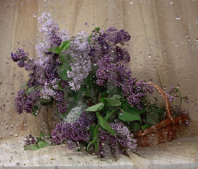 rain - again...., still life, bouquet, raindrops, flowers, lilacs, HD wallpaper