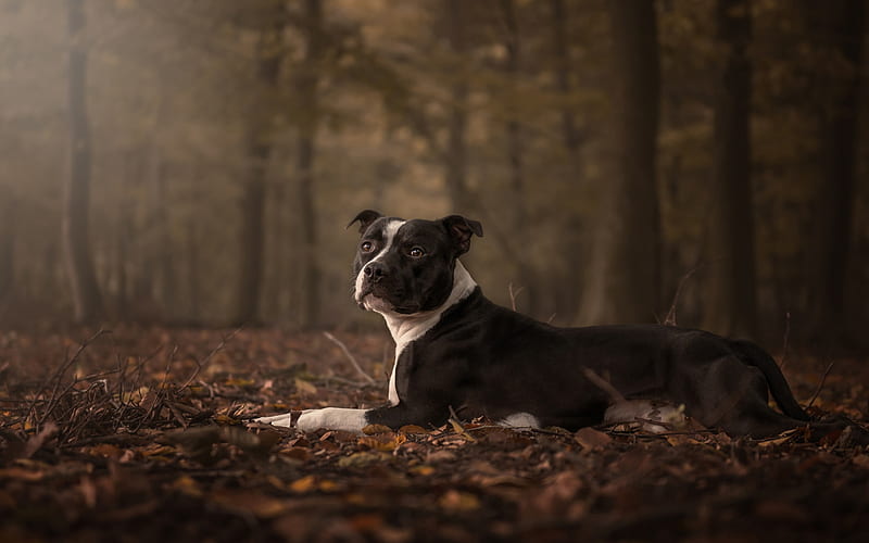 american staffordshire terrier, black and white big dog, forest, autumn, pets, dogs, terriers, HD wallpaper