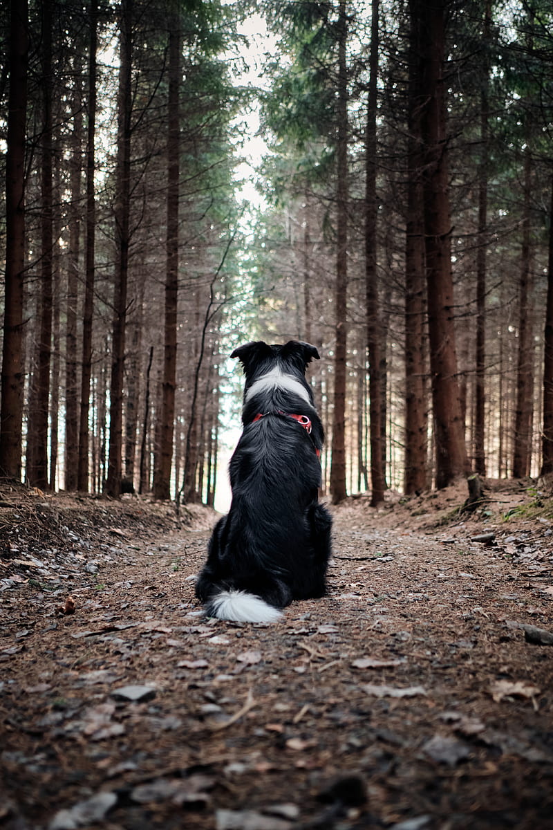 black and white border collie sitting on ground surrounded by trees during daytime, HD phone wallpaper