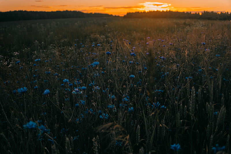 Blue and Green Flowers, HD wallpaper | Peakpx