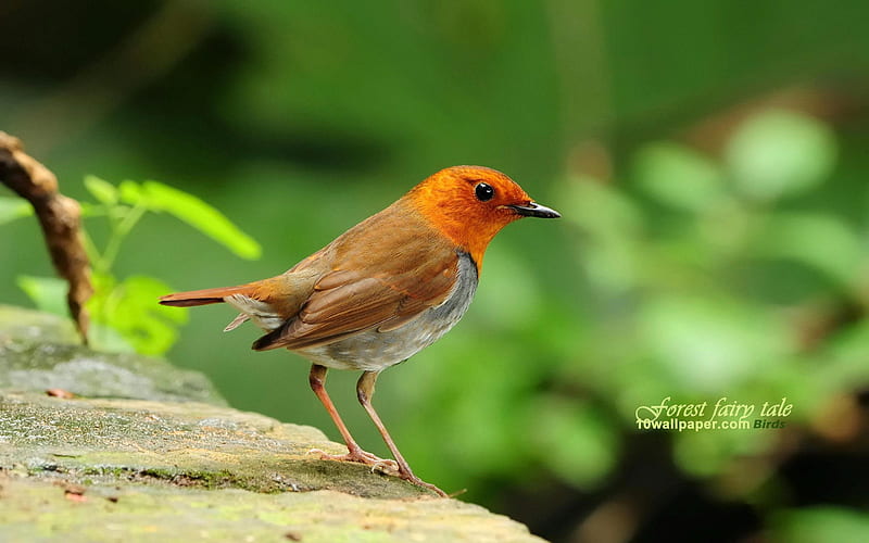 cute little bird-Japanese song Robin, HD wallpaper