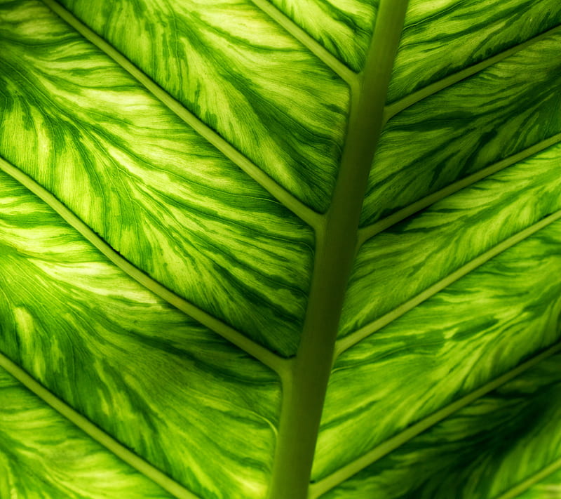 Leaf, green, texture, HD wallpaper | Peakpx