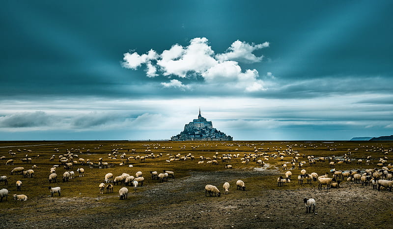 Religious, Mont Saint-Michel, France, Landscape, Sheep, Sky, HD wallpaper