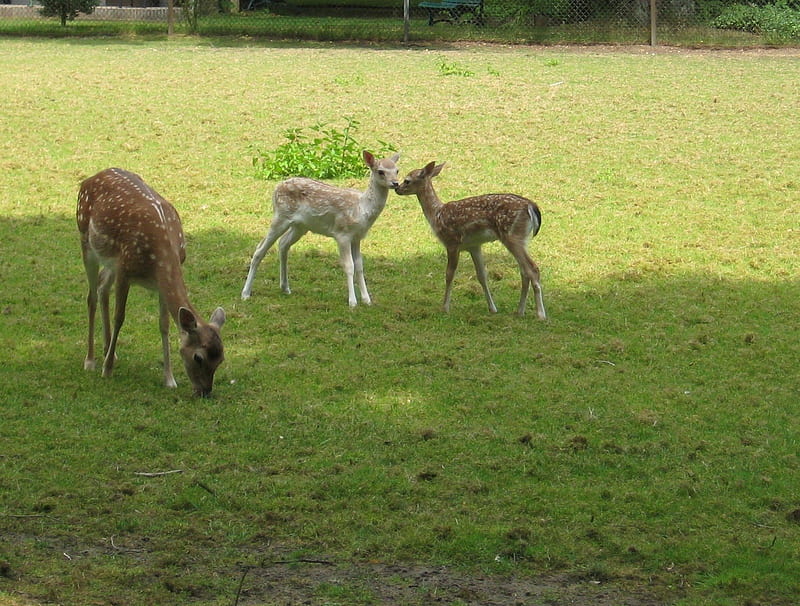 Two cute baby deer, cute, young, nature, animals, deer, HD wallpaper