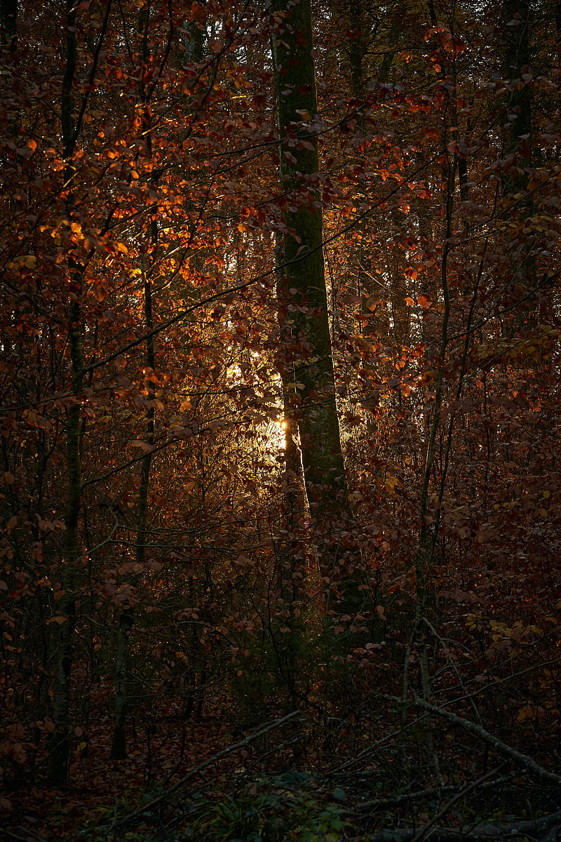 forest, trees, branches, leaves, light, sun, HD phone wallpaper