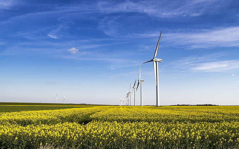 Wind Turbines in Rapeseed Field, rapeseeds, sky, windmills, field, HD wallpaper