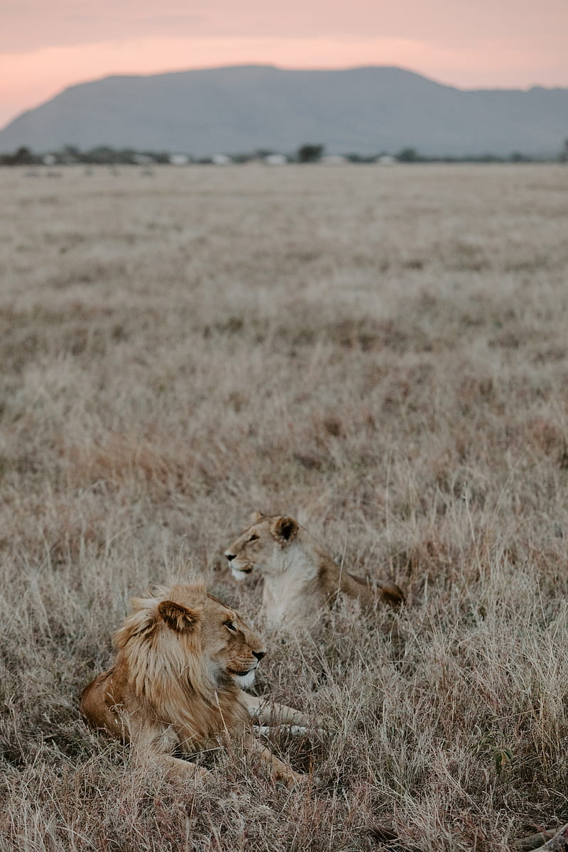 lion, lioness, grass, mountains, HD phone wallpaper
