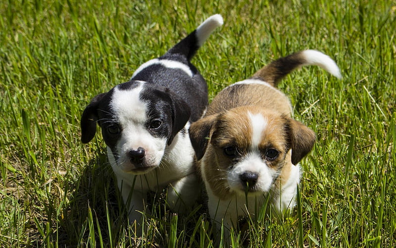 small puppies, green grass, cute animals, pets, black and white puppy, small animals, HD wallpaper