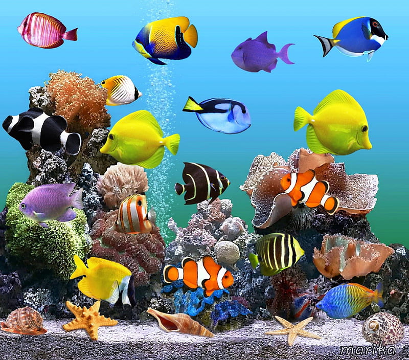 Marine Aquarium, live, seashells, underwater, reef, fishes, aquarium,  coral, HD wallpaper | Peakpx