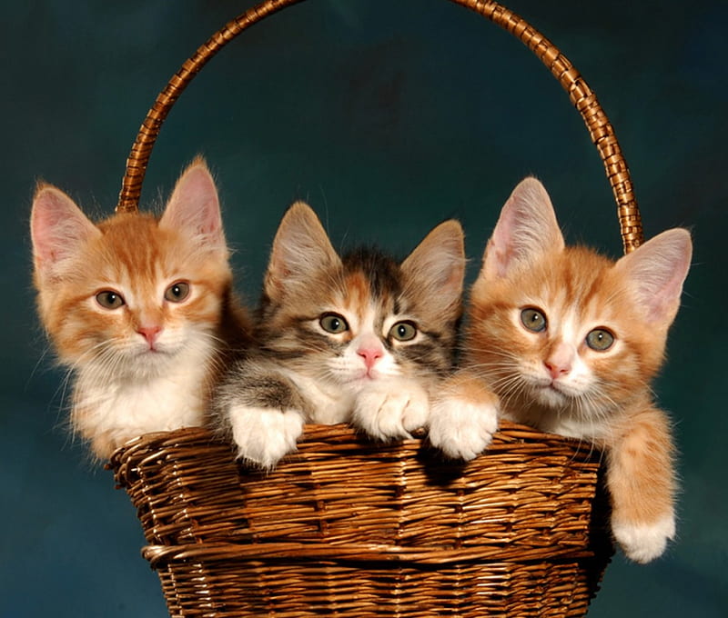 3 little kittens lost there mittens, lost, kittens, mittens, cats, HD wallpaper