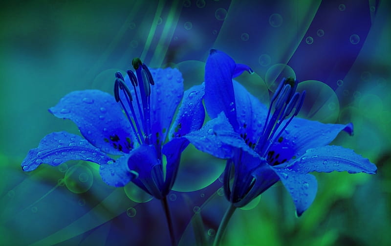 Kwiaty, Lilie, Makro, Niebieskie, HD wallpaper
