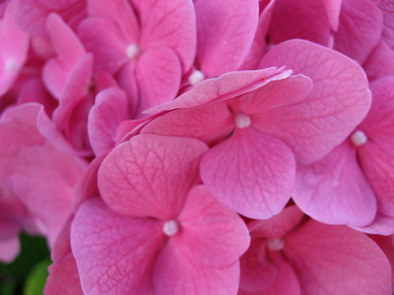 Pink Hydrangea, hydrangea, perennials, flowers, petals, pink, HD wallpaper