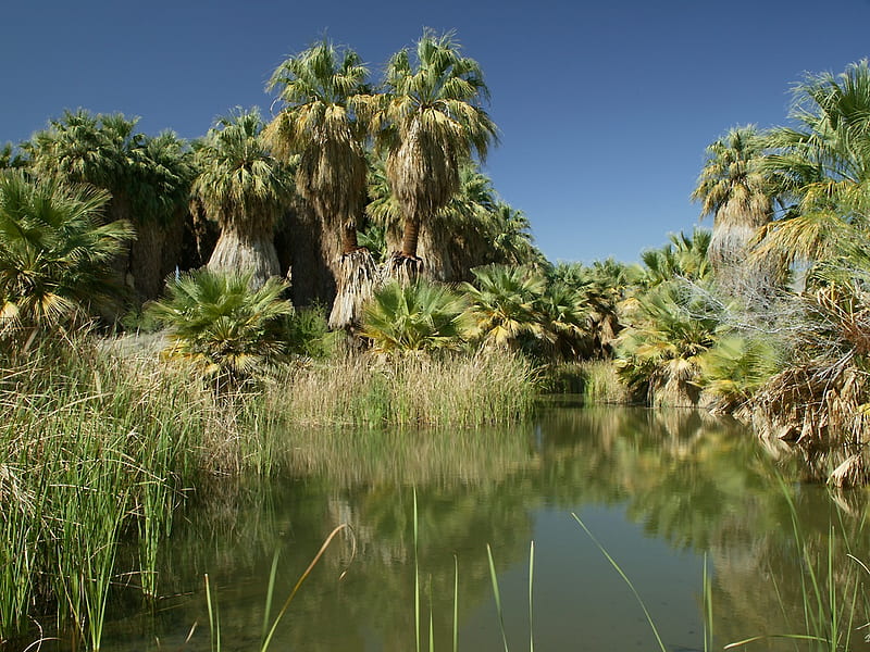 Palm Grove, water, green, lush, reeds, fronds, trees, sky, palms, HD wallpaper