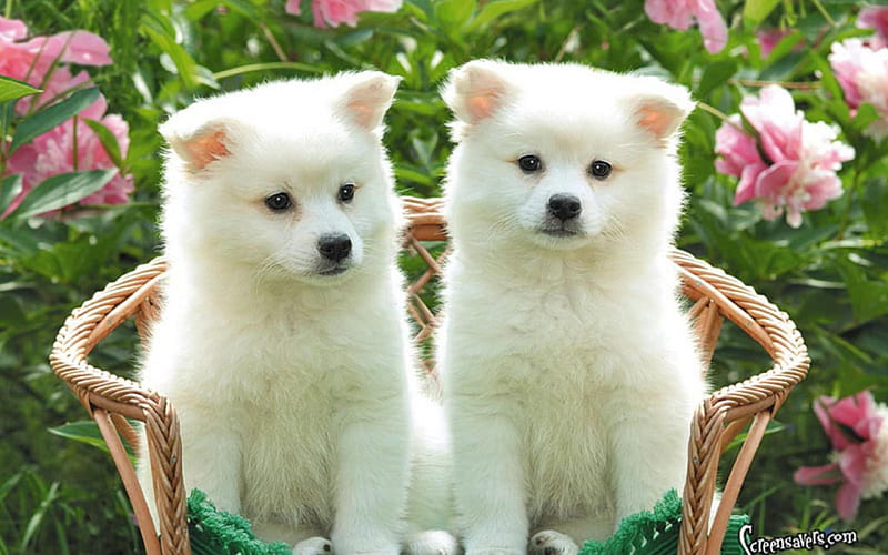 Pomeranian Puppies, Teacup Dogs, HD wallpaper