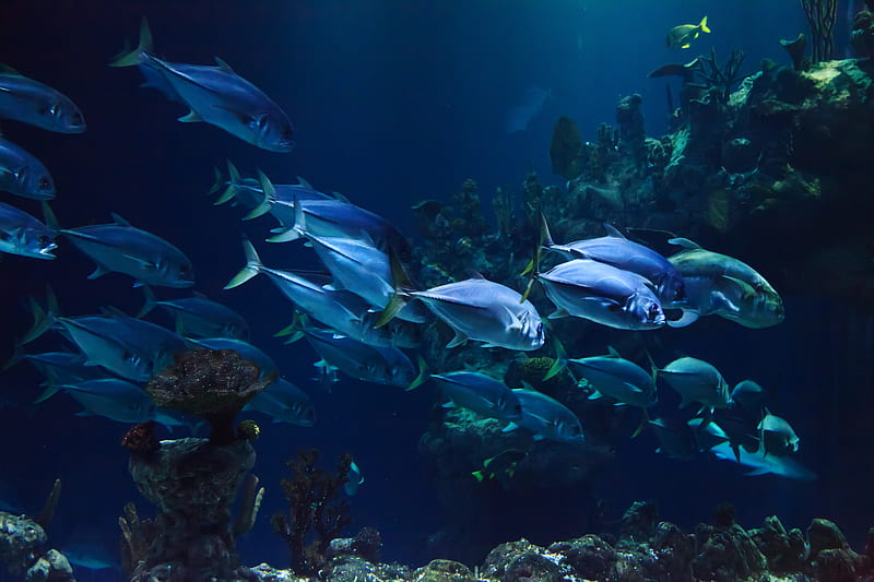 Fish Deep Underwater, Fish, Sea, Oceans, Marine Life, Underwater, Nature, HD wallpaper