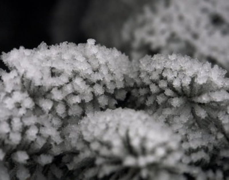 Macro frost black and white, winter, cold, graphy macro, ice, nature, iceflowers, frozen, frost, HD wallpaper