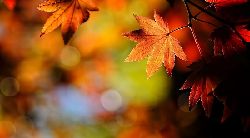 Maple leaves, macro, nature, leaf, fall, autumn, maple, warm colours, bokeh, graphy, leaves colours, HD wallpaper
